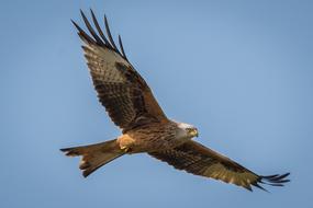 red kite with wide wingspan in the sky