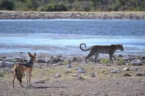 Leopard Partner Friends Wild