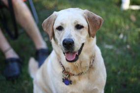 Labrador Dog at female legs