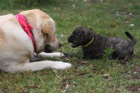 cute dog with a puppy