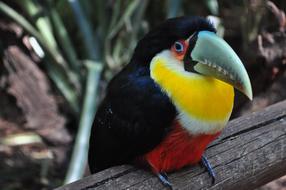 Tucano Bird Brazil