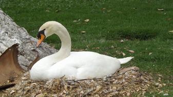 Swan River