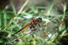 gold Dragonfly Insect green grass