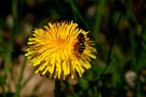 bee on a yellow dandelion in nature on a blurred background