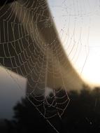 Bridge Cobweb Autumn