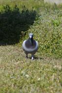 dove on green grass on a sunny day
