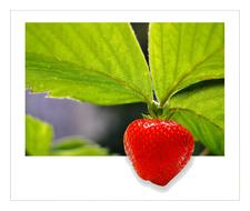 fantastic picture with a berry