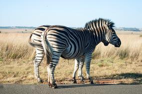 two Zebras on roadside