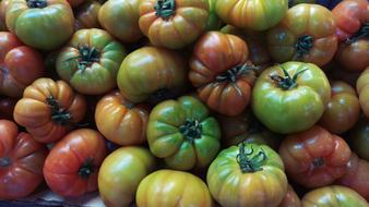 ripe homemade tomatoes harvest