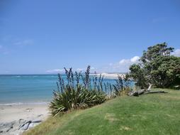 New Zealand Sea Rush