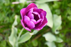 an unusual pink flower in the foliage