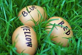 Chicken eggs with funny captions