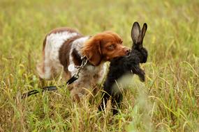 Dog Hunting Pointer
