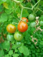 unripe tomato fruits