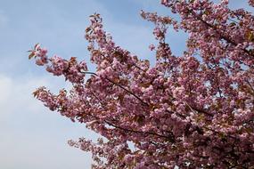 Flowering Branches Pink Flowers