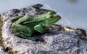 Tree Frog In The Garden Pond