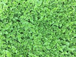 greenery background