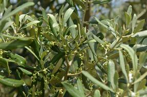 olive tree in the garden