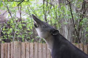 incredibly charming Tapir