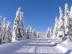 Winter Mountains The Giant