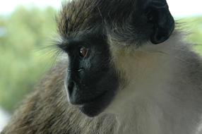 colored fluffy monkey