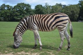 zebra in a meadow with green grass