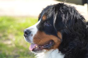 charming Bernese Mountain Dog