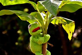 Exasperate Kermit Frog