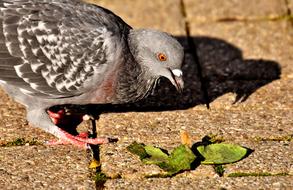 City Pigeon Foraging Dove on pavement