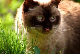 portrait of British Shorthair Cat and green grass