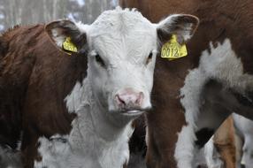 Calf Bovine Ko