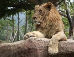 wild lion at the zoo on a rock