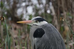 gray heron near the reed in nature on a blurred background