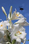 bumblebee and white lilies on blue background