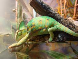 Iguana Animals