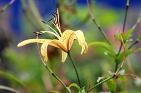 yellow lily on a branch