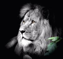 gray picture of a lion