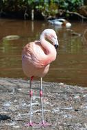 pink Bird Flamingo