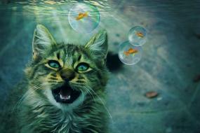 Cat Animal Fantasy
