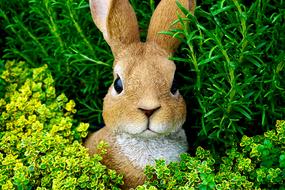 cute little bunny in the grass