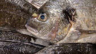Bream Fish Fishing