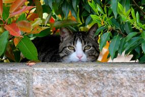 cat behind the curb under the bush