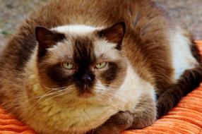 Cat British Shorthair Mieze sad