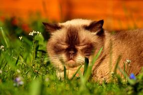 British Shorthair Cat Sleep