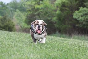 english bulldog on green grass on blurred background