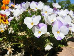 Flowers White