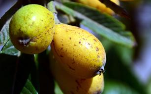 yellow sweet pears