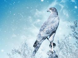 Bird Falcon in winter magic