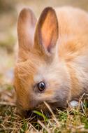 incredibly charming Bunny Rabbit