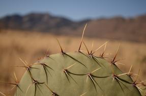 Cactus Arizona